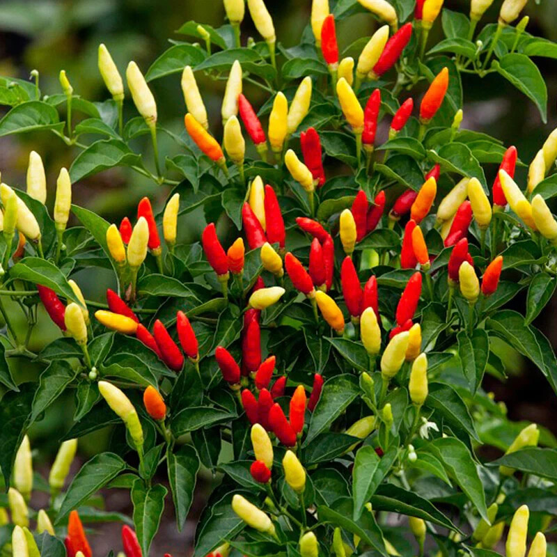 25 TABASCO PEPPER SEEDS (NON-GMO SEEDS!) 2026 ~ heirloomseedguy ~ USA