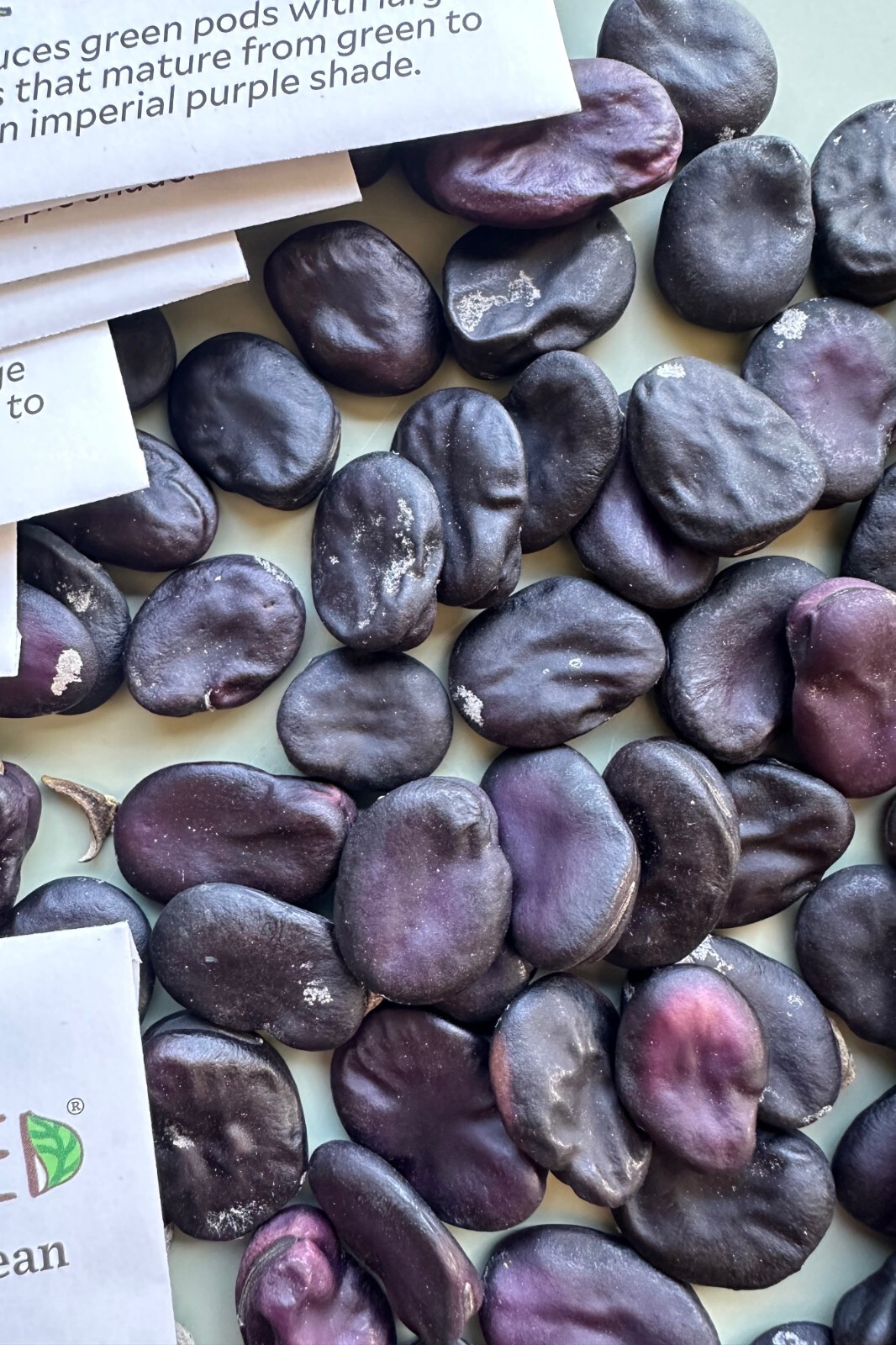 Negreta Purple Fava Bean Seed Packet – 10 seeds, Certified Organic Heirloom Faba