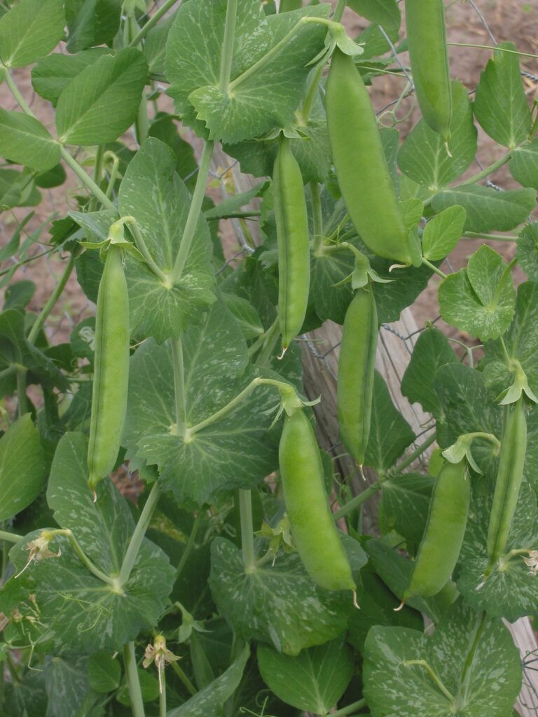 Lincoln Shell Garden Pea Seeds, NON-GMO, Homesteader Pea, Sweet, FREE SHIPPING