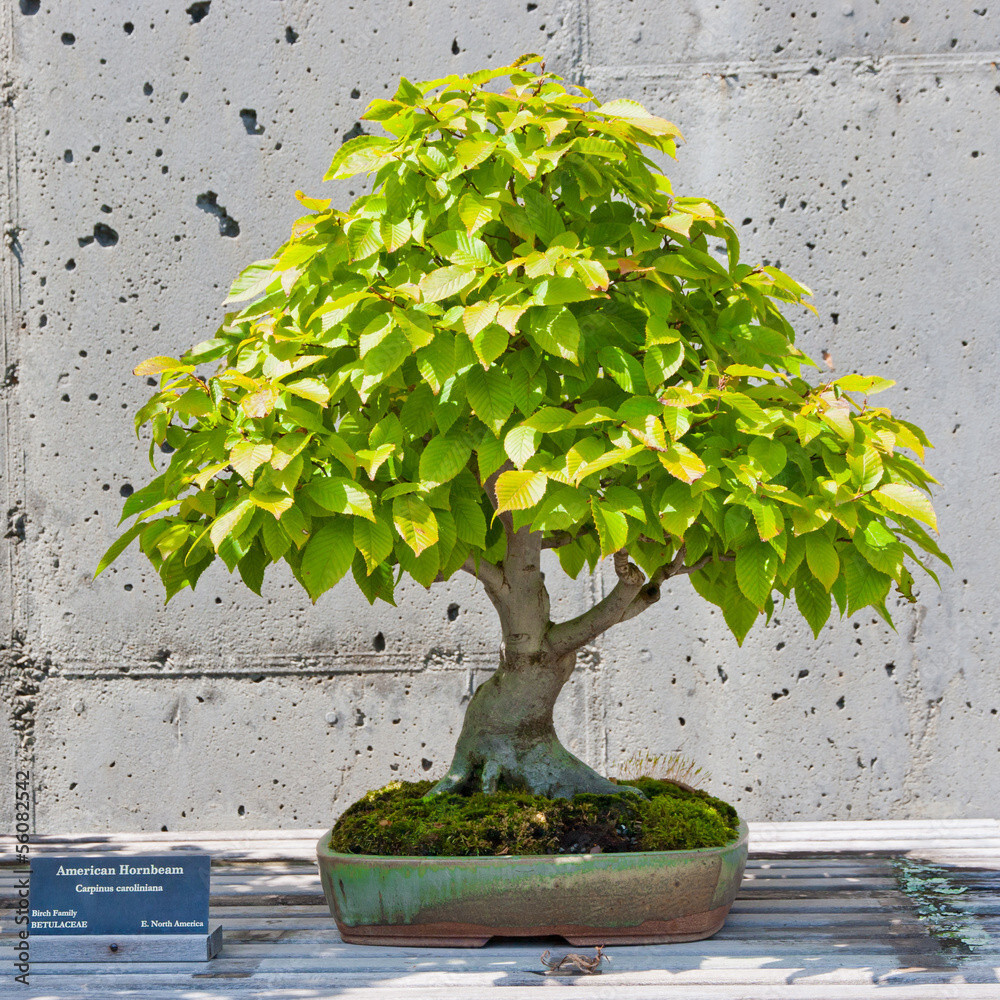 American Hornbeam seeds 20