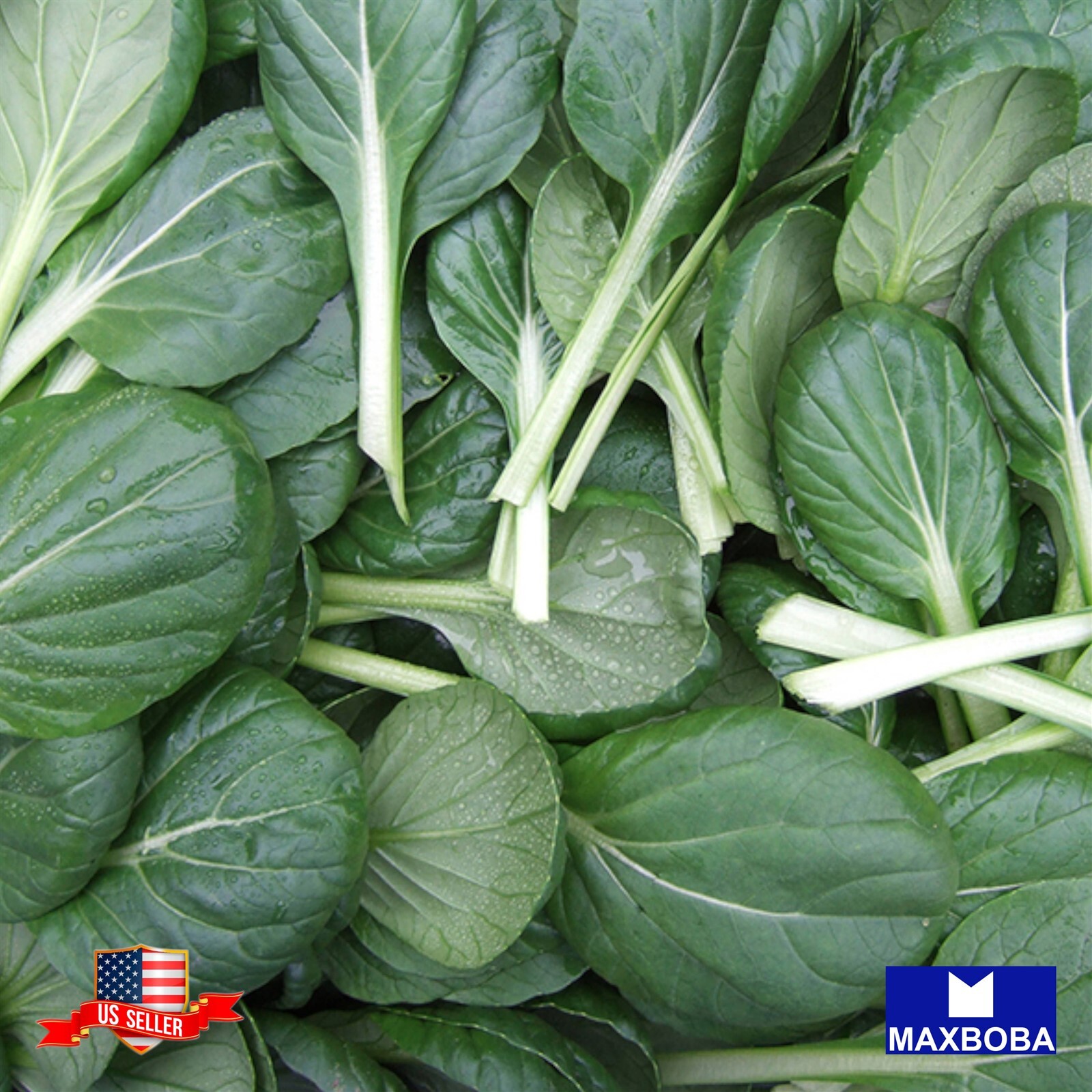 Mustard Sprouting 4000+ Seeds Tatsoi Heirloom Vegetable Non-GMO