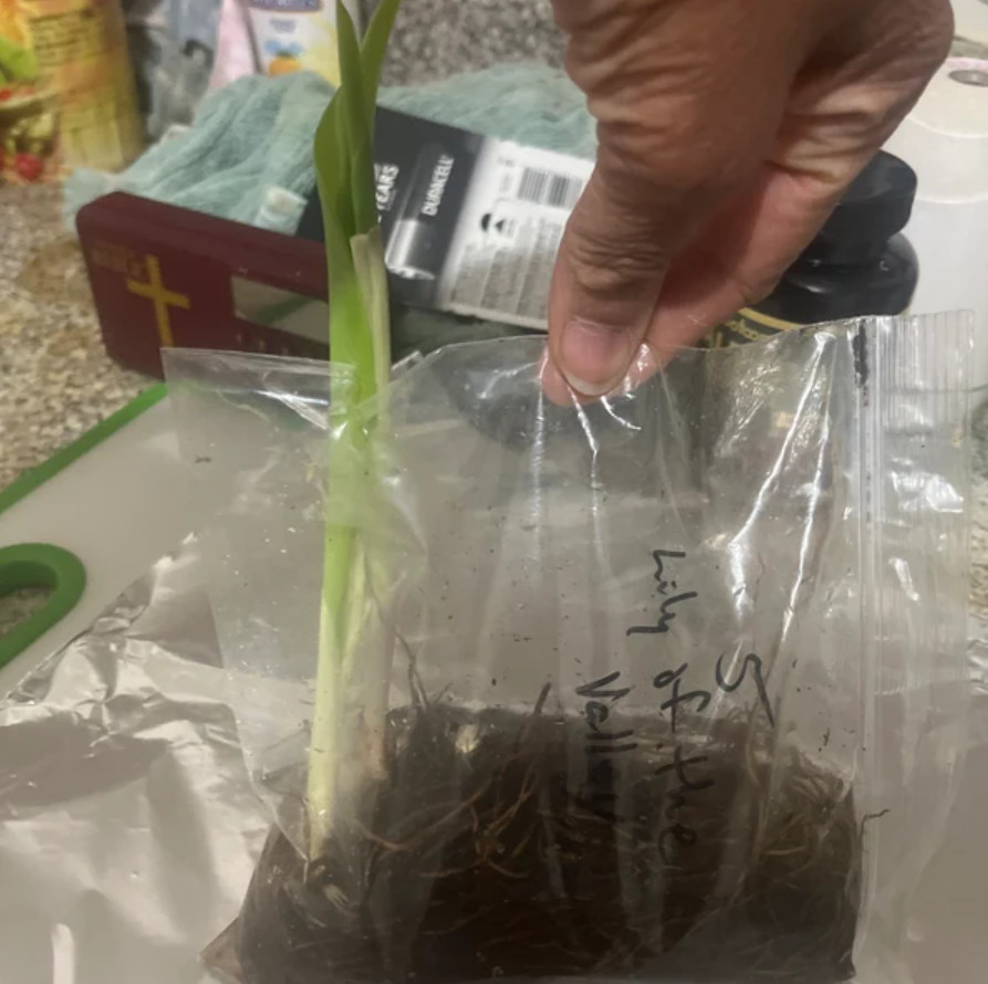 Lily of the Valley – 10 Fresh Roots – Ready for Planting – No Shipping AK,HI, PR