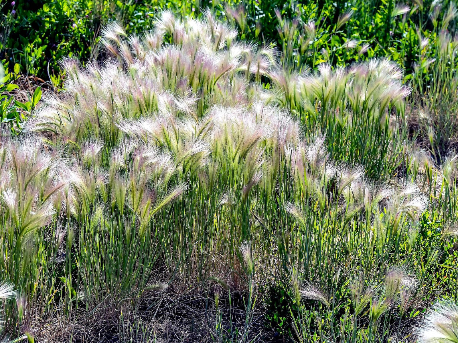 40 SQUIRREL TAIL Barley GRASS (Foxtail Barley) Hordeum Jubatum Ornamental Seeds