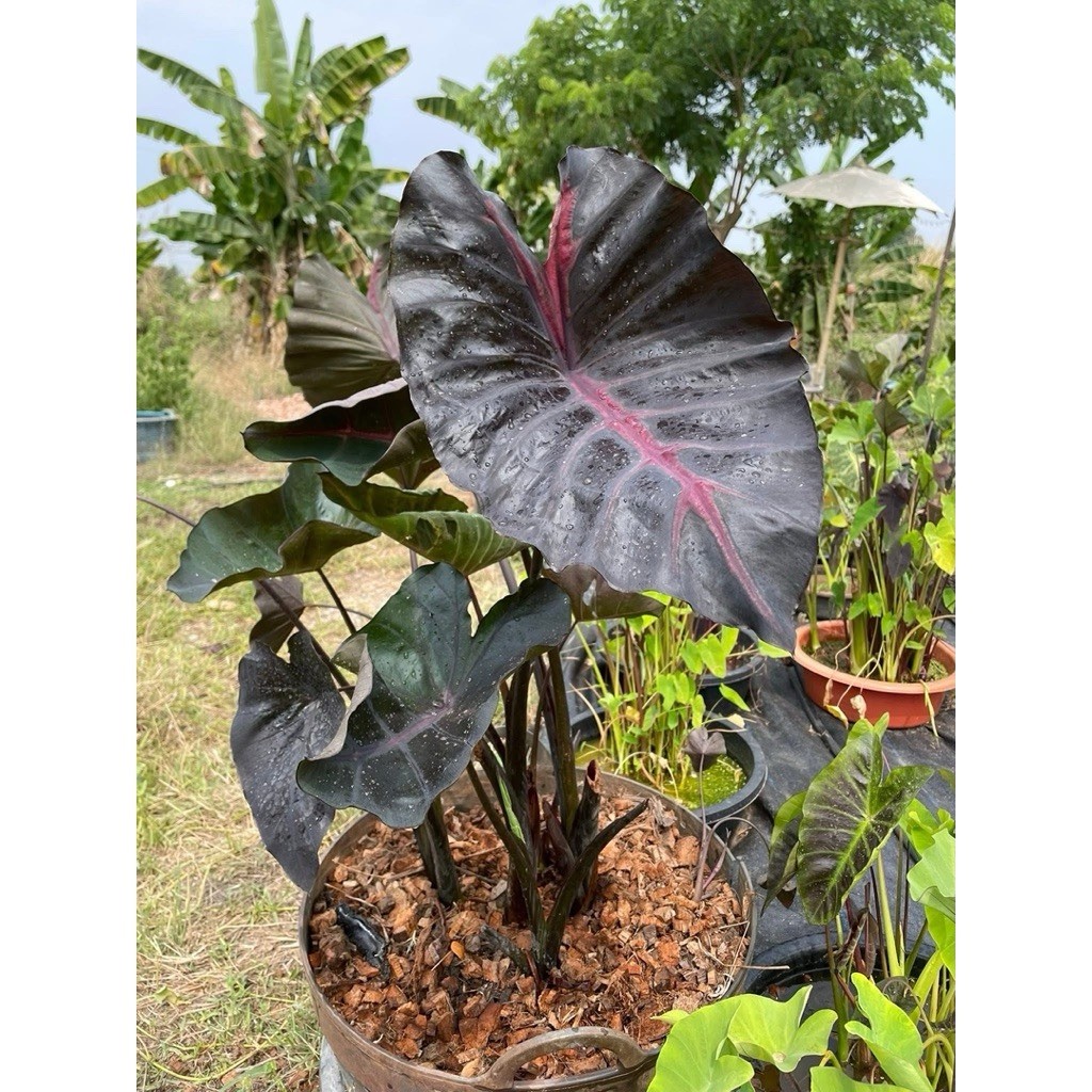 AUTHENTIC Colocasia Grail of Blood 1 bulb