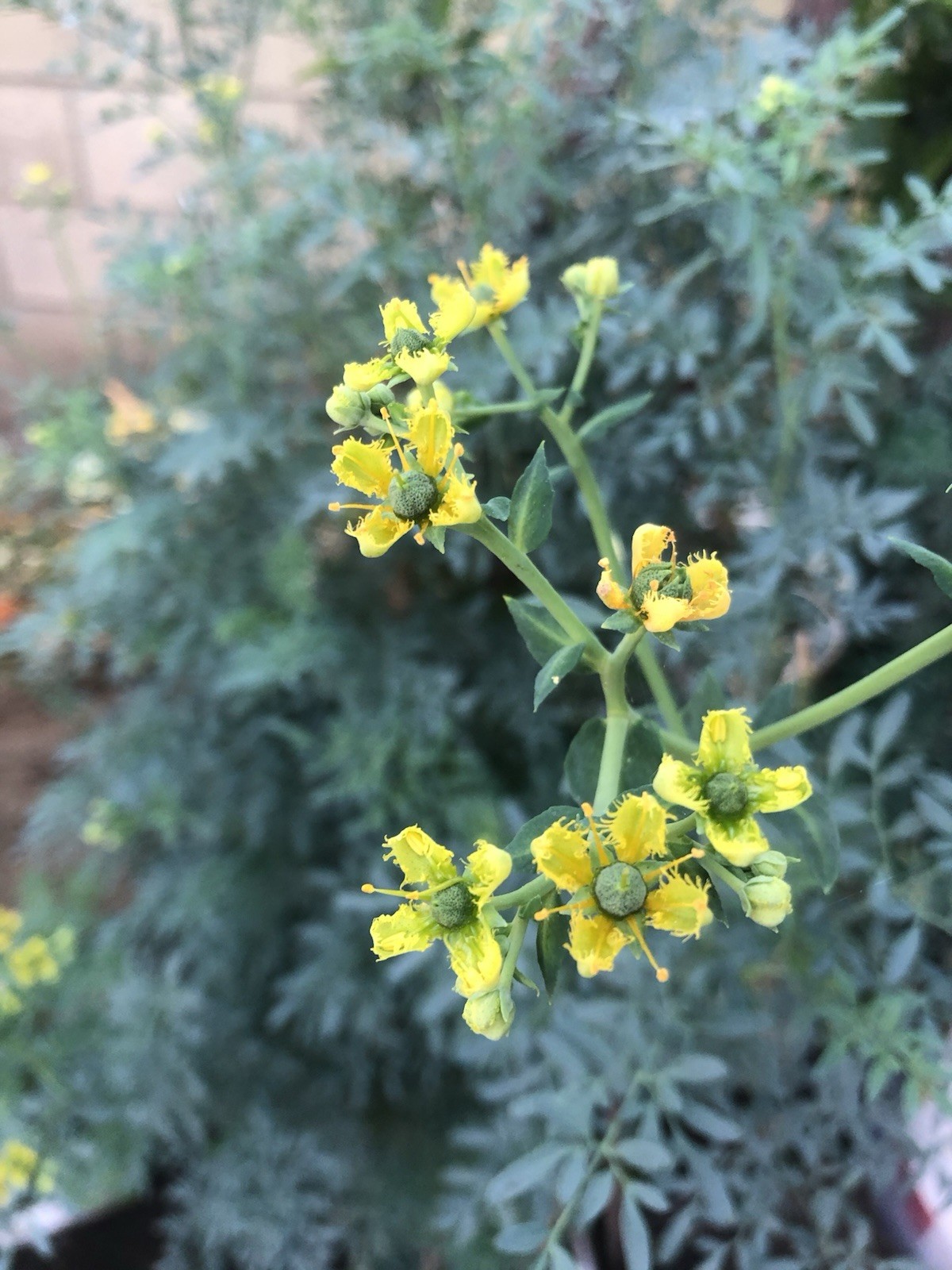 1 Common Rue Plant 6” Ruda Ruta Graveolens Live Plant Ready To Plant