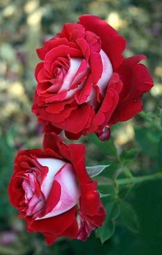 30+ Seeds| Love In Rose/Orisa Hybrid Tea Rose Seeds #1073