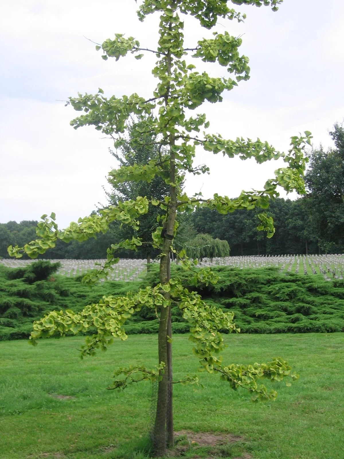 50 Ginkgo Biloba Seeds 2025 – Maidenhair Tree, Fast Growing, Bonsai & Landscape