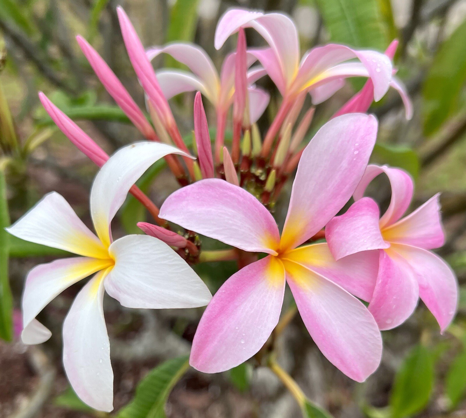 Plumeria Frangipani LIGHT PINK Hawaii Lei Flower Tree 10 Seeds FL Fresh 2024