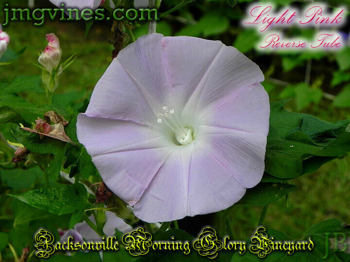 Light Pink Reverse Tube Japanese Morning Glory 6 Seeds