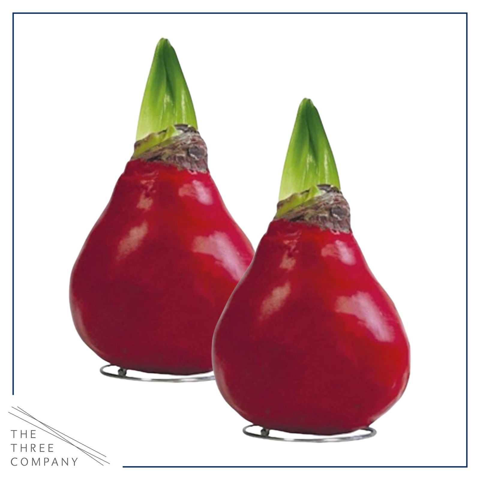 Live Waxed Amaryllis Bulbs 2-Pack – Red Blooms, No Watering Needed, Holiday Gift