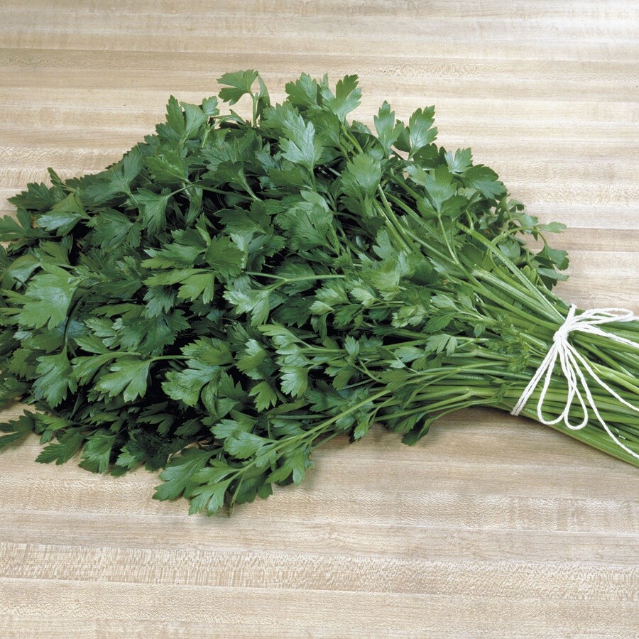 Italian Plain Leaf PARSLEY 300- 5000 seeds heirloom fragrant healthy herb flavor