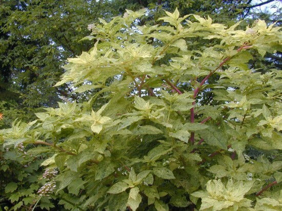 Phytolacca americana Silberstein VARIEGATED POKEWEED Seeds!