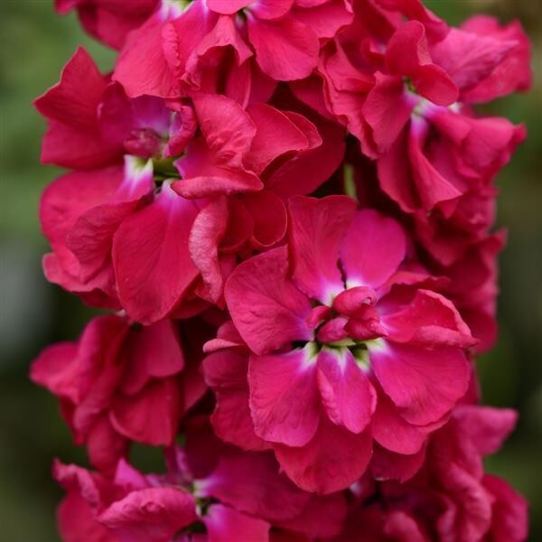 Column Stock Pacific Crimson – 25 Seeds, Non-GMO