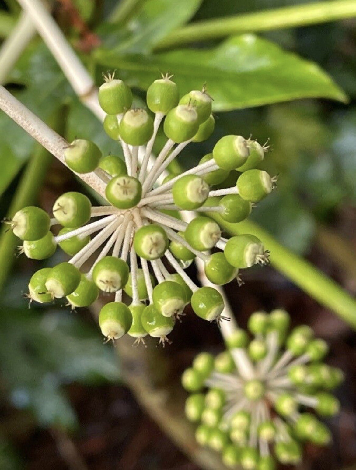 Fatsia Japonica, Japanese Fatsia – 20 Seeds 2023 – USA