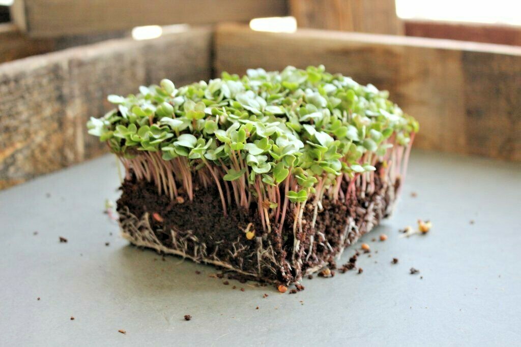 301+CHINA ROSE RADISH Seeds Organic Mild Sweet Microgreens Vegetable Garden Easy