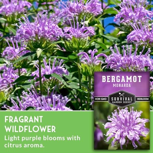 Bee Balm Seeds for Planting – Wild Bergamot (Monarda Fistulosa) Perennial 5