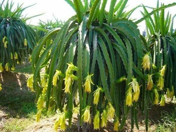 Hylocereus megalanthus | Yellow Dragon Fruit |Pitaya|Pitahaya Amarilla| 20_Seeds