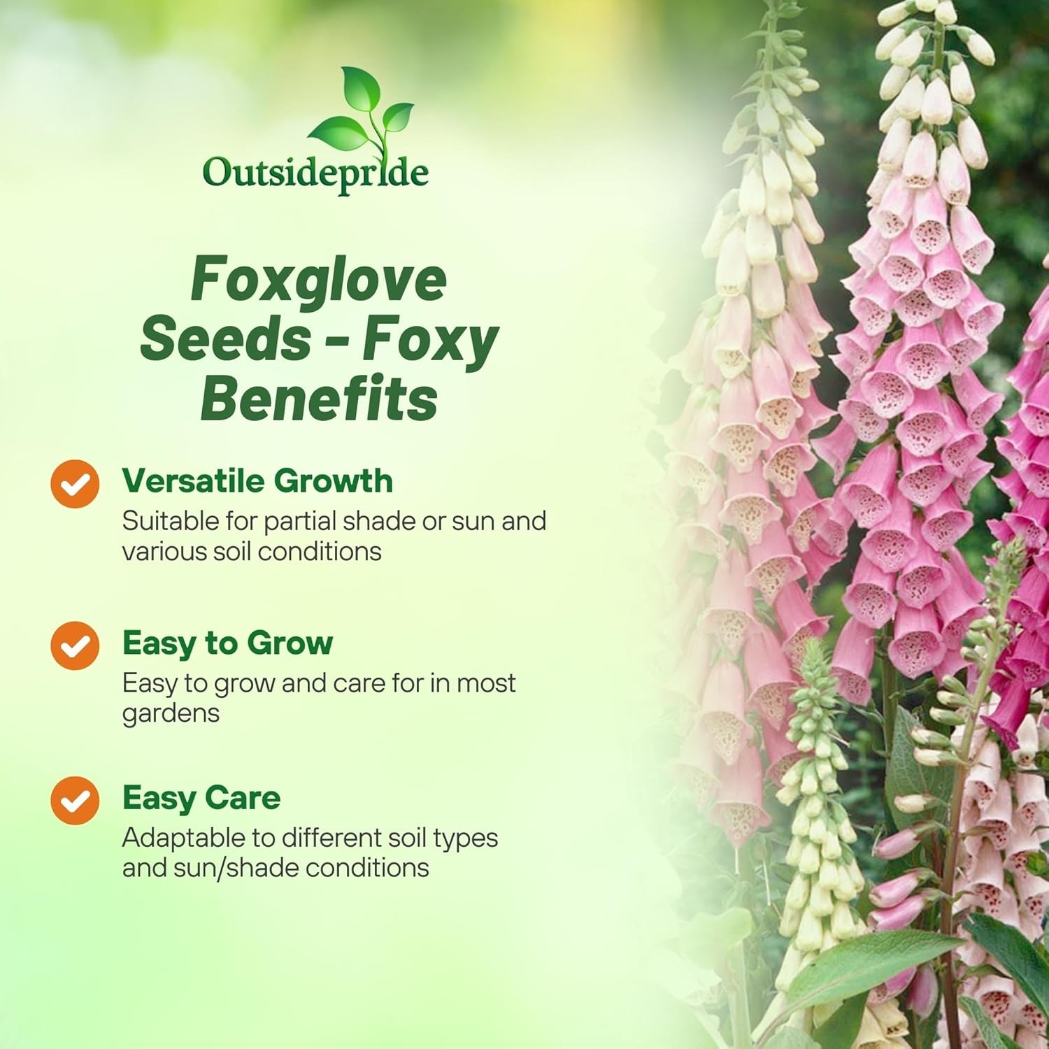 5000 seeds Digitalis Purpurea Foxglove Foxy Wildflower Seed – AAS Winner