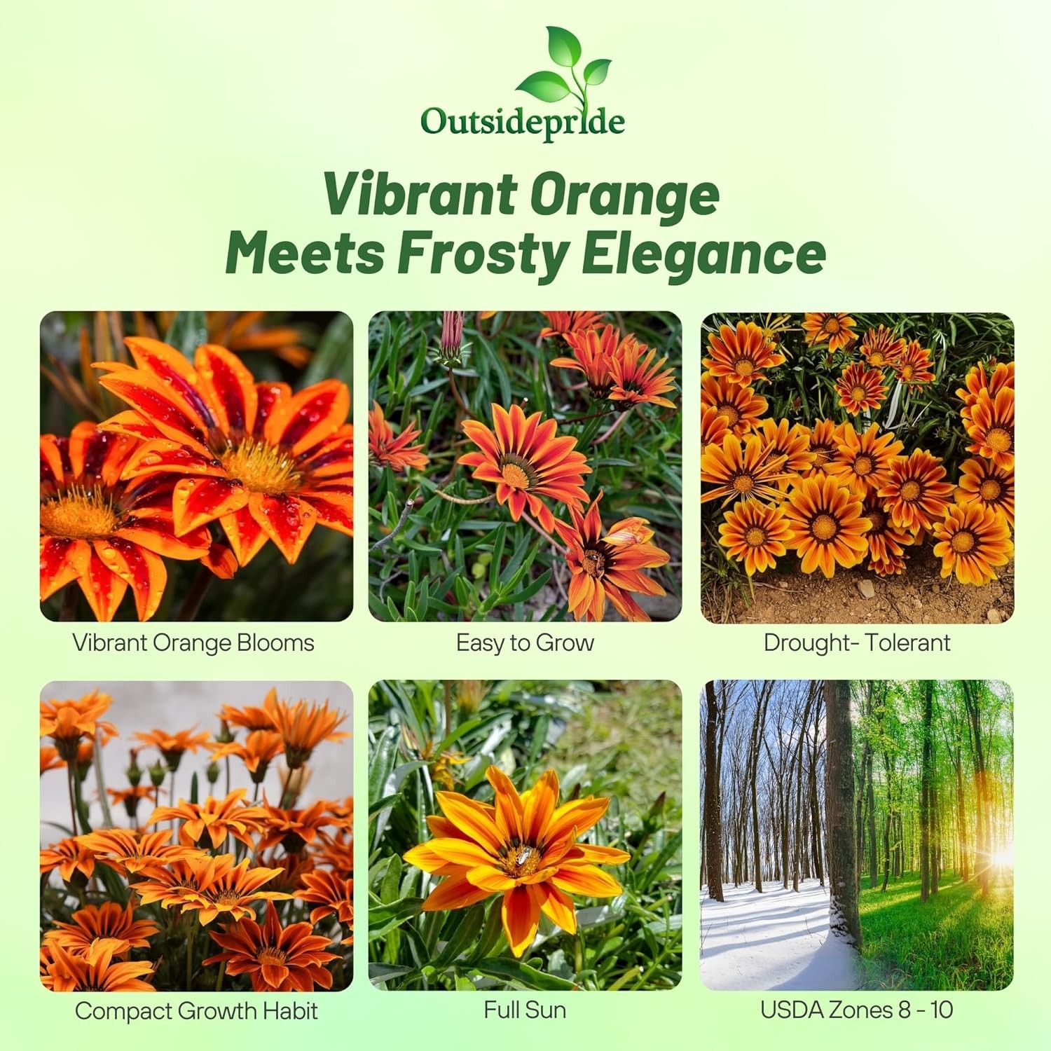 50 Seeds Drought Tolerant Gazania Rigens Orange Flame Groundcover Plant Seed