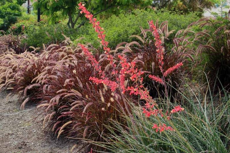 Hesperaloe Parviflora aka Red Yucca 8 Seeds Free Shipping!