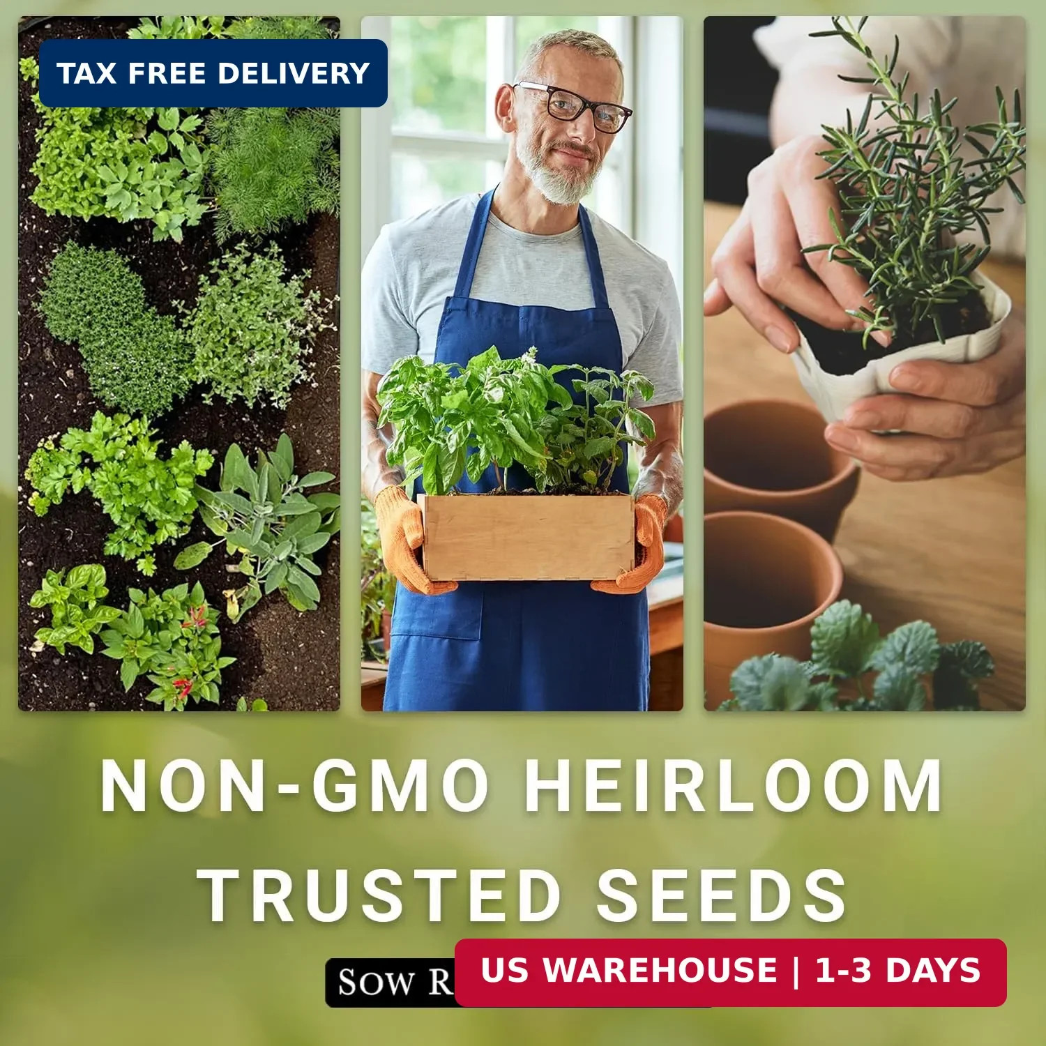 Sow Right Seeds – Sage Seeds for Planting – Non-GMO Heirloom Packet with Instruc