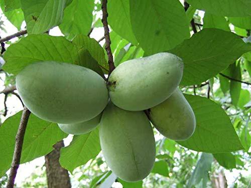 Anna’s Bananas – North American Banana Seeds – 5 Seeds to Grow – Paw Paw Tree, a