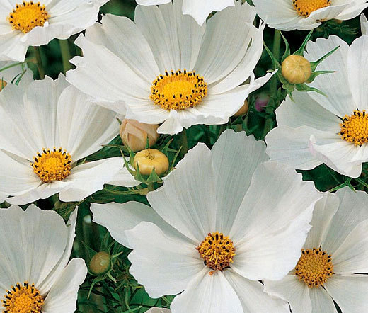 COSMOS SONATA WHITE DWARF Cosmos Bipinnatus – 1,000 Bulk Seeds