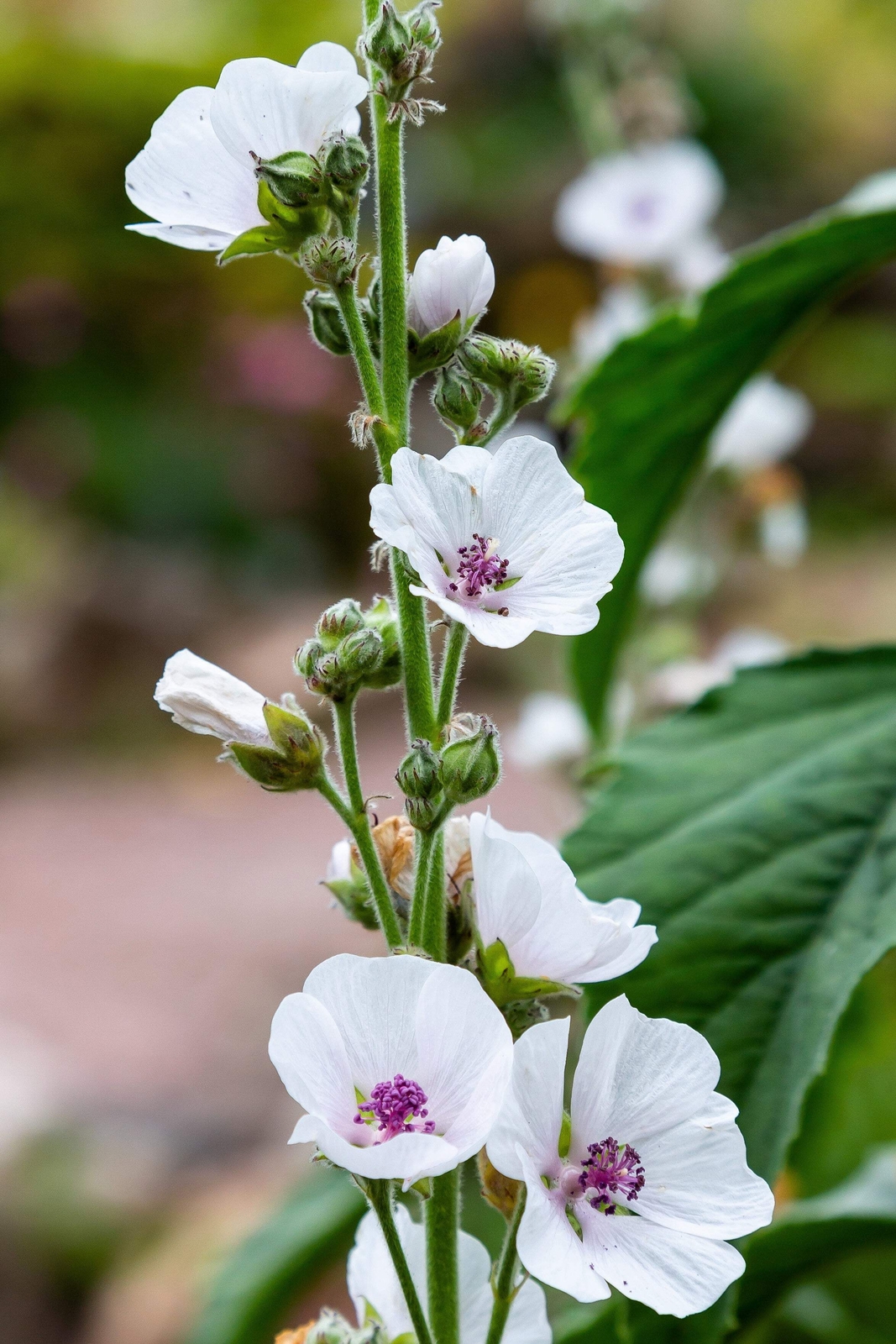50 WHITE MARSH MALLOW Althea Officinalis Flower Seeds
