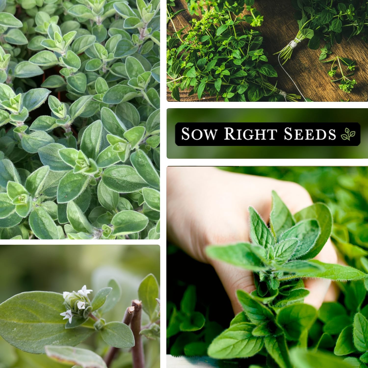 Marjoram Seeds – Non-GMO Heirloom for Indoor & Outdoor Herb Gardens