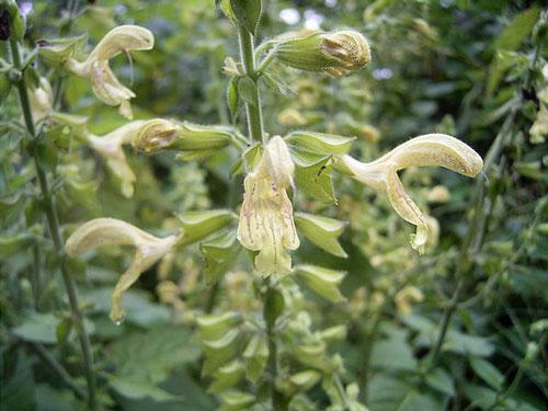 Salvia glutinosa | Sticky or Jupiter’s Sage | 5 Seeds