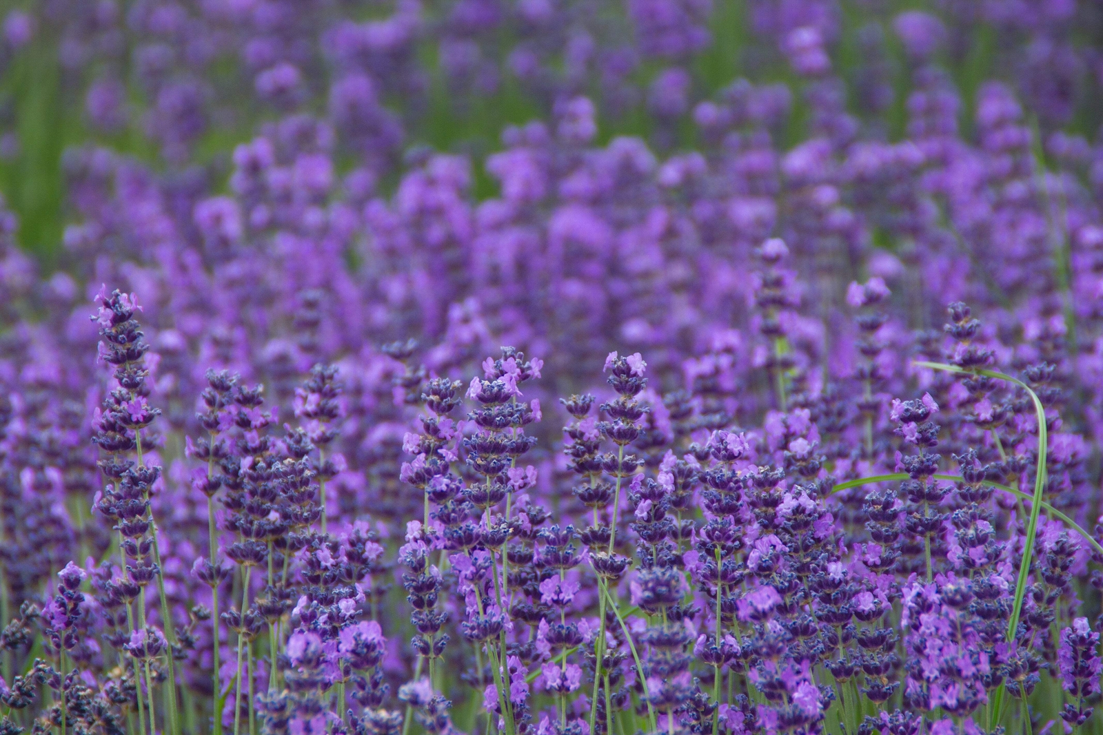 500 TRUE ENGLISH LAVENDER VERA Lavandula Angustifolia Herb Flower Seeds *Flat SH