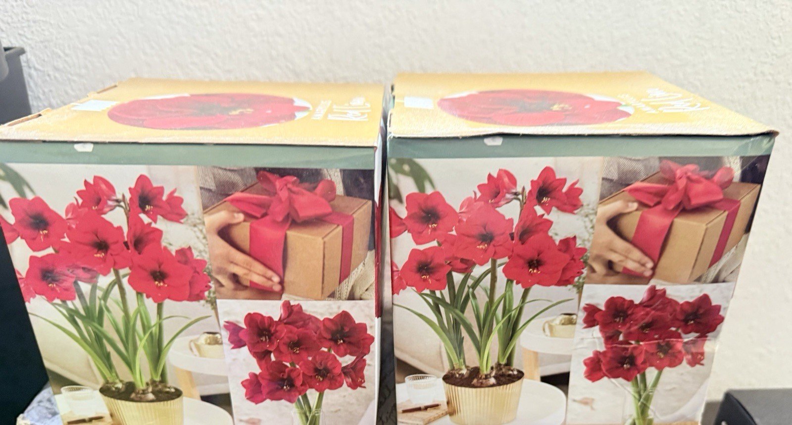 Lot of 2: Red Lion Amaryllis Indoor Grow Kits- Brand New & Factory Sealed