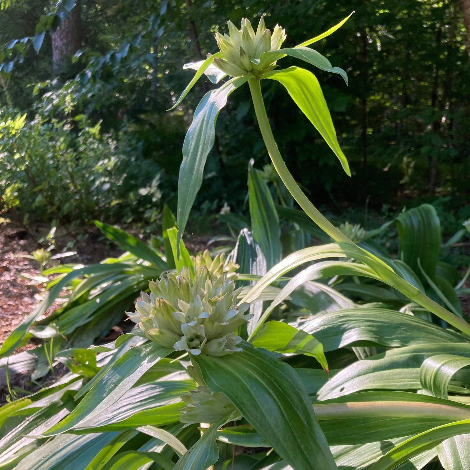 Tibetan Gentian Seeds (Gentiana tibetica) ~Traditional Herb Perennial Garden