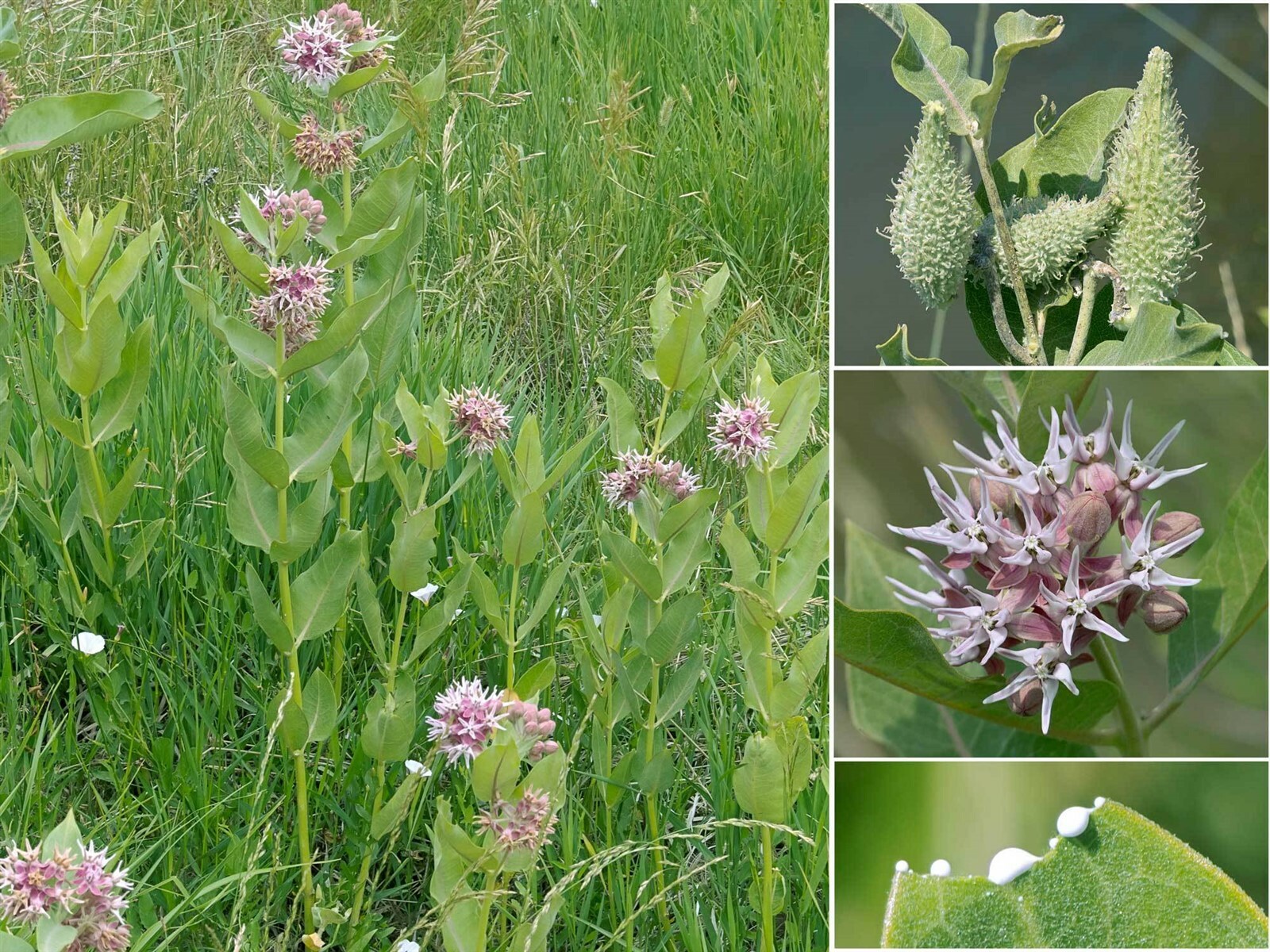 Asclepias speciosa | Showy Milkweed | Greek Milkweed | 100_Seeds