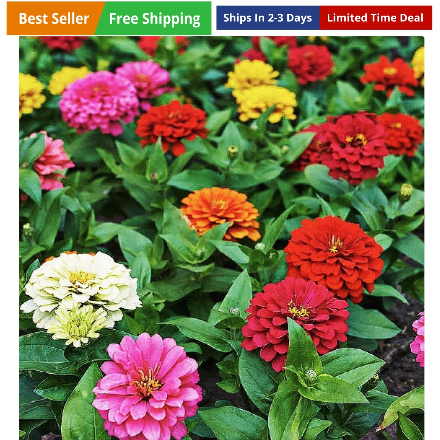 Mixed Zinnia Seeds for Planting Outdoors – 300 Fresh Seeds – Cut-and-Come-Aga…