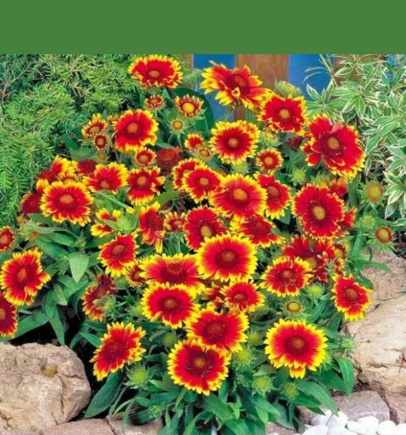 20+BLANKET FLOWER Seeds American Native Wildflower Perennial Butterflies Garden