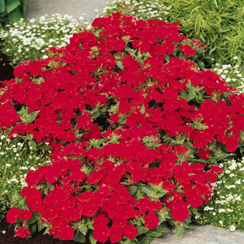 1 LB Scarlet Phlox Seed For Planting – Annual Red Phlox Wildflower Seeds