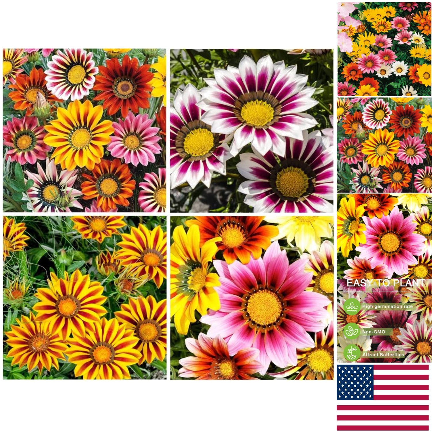 Colorful Gazania Seeds – 100+ Drought Resistant Flowers for Outdoor Landscaping