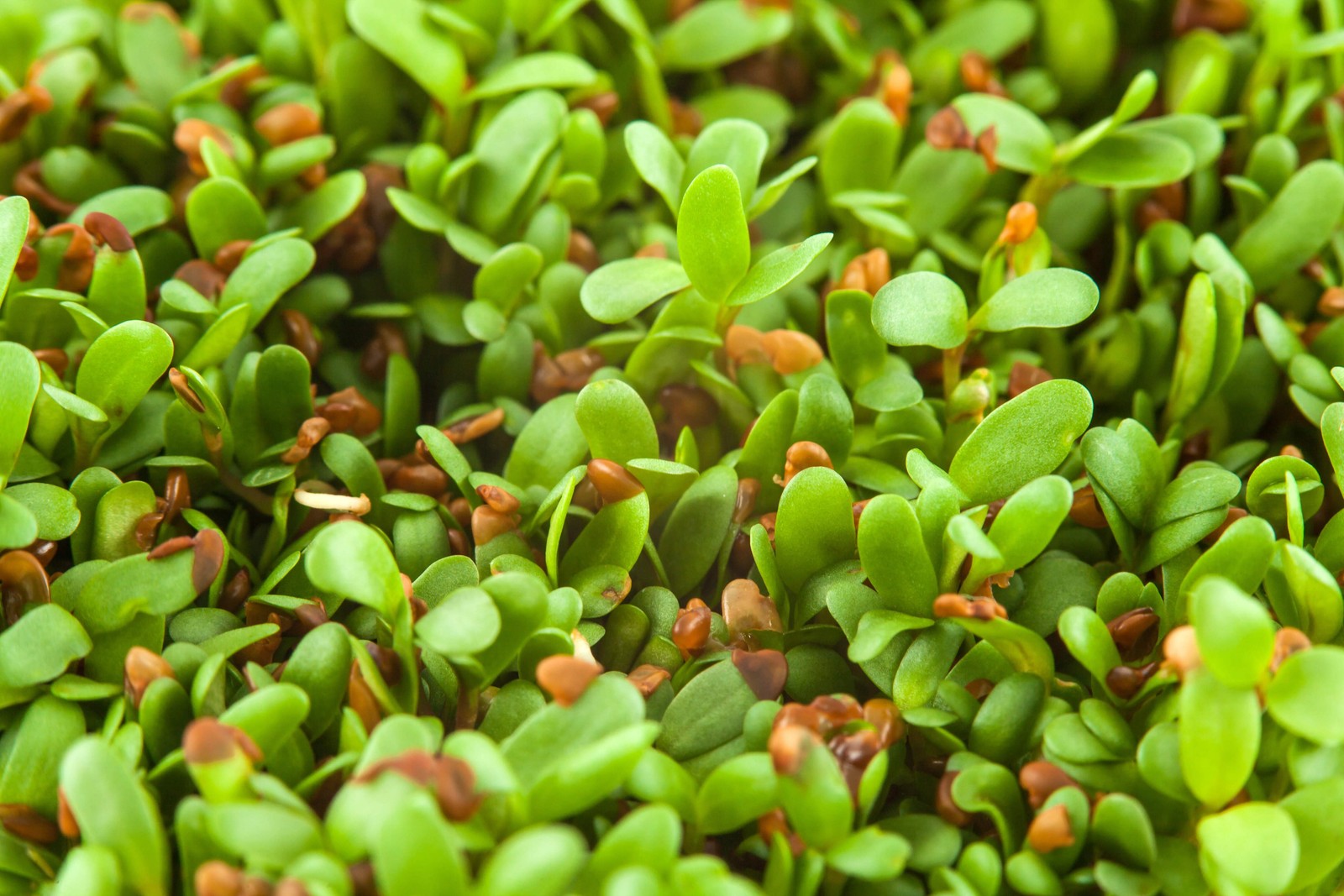 100 CIMARRON ALFALFA Medicago Sativa Ground Cover Forage Purple Flower Seeds