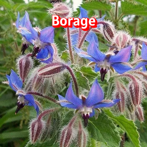 Seeds: Borage – Arizona Grown & Harvested