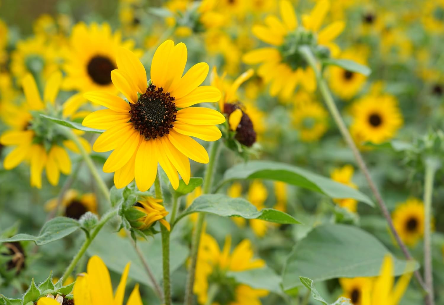 Sunflower Seeds for Planting | Giant Mammoth Sunflower Seeds to Plant Home