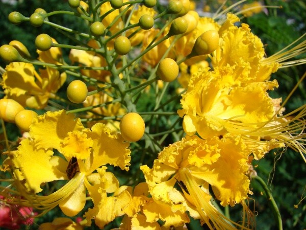 Caesalpinia Pulcherrima Yellow 7 Seeds Mexican Bird Of Paradise Small Shrub Tree