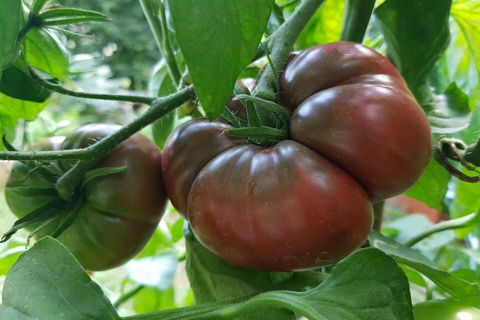2 LB+ X LARGE Black Krim Tomato HEIRLOOM 50+ seeds Premium strain 100% Organic