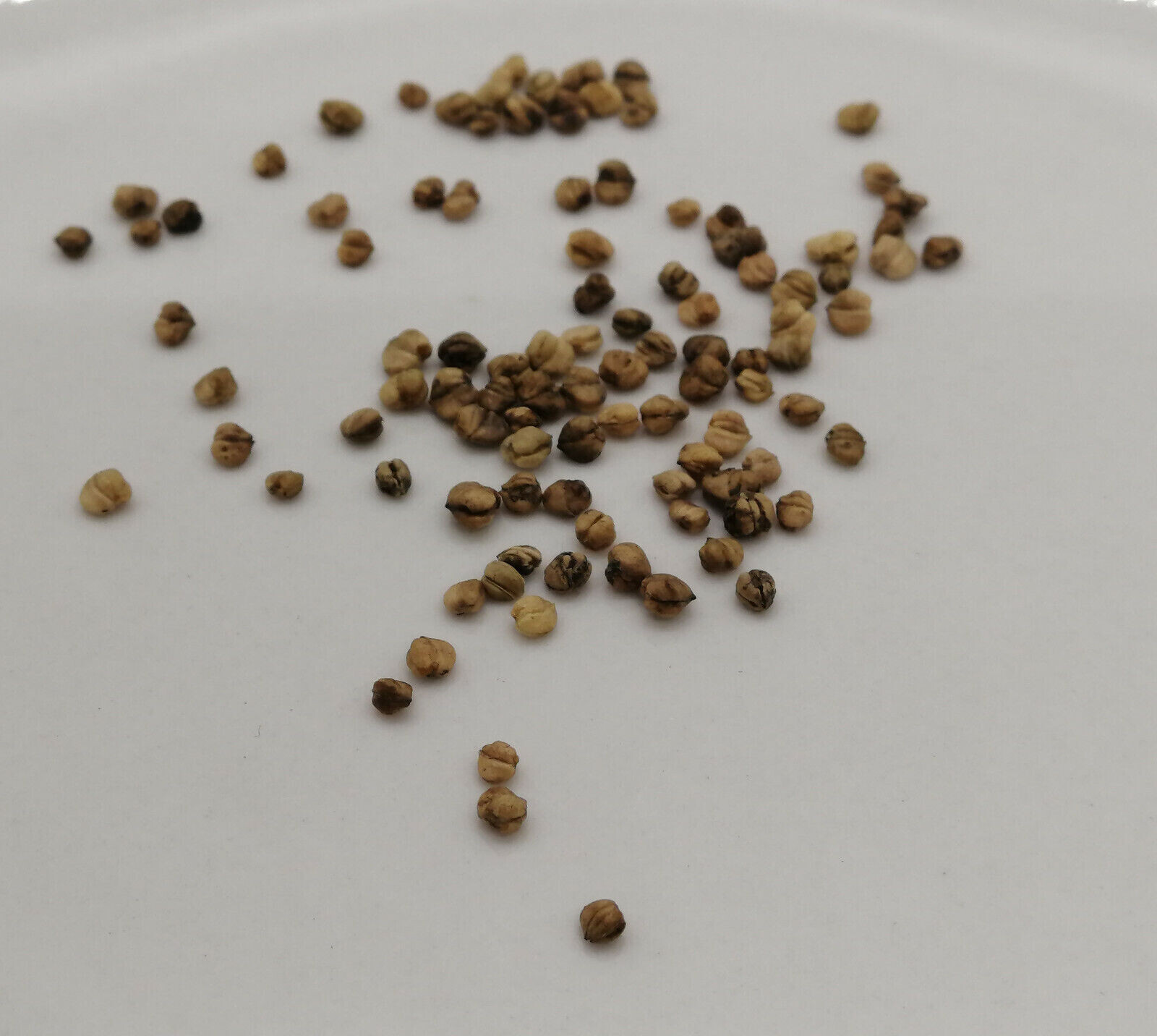100 Mache Corn Salad Vegetable Seeds Valerianella olitoria, Lamb’s Lettuce Mâche