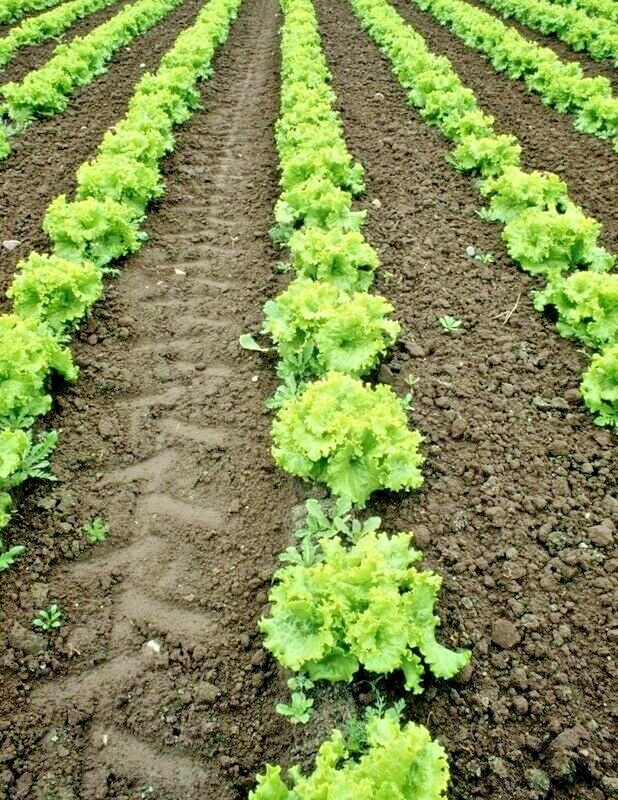 601+GREEN ICE Lettuce Seeds Organic Vegetable Spring Fall Garden Container Easy