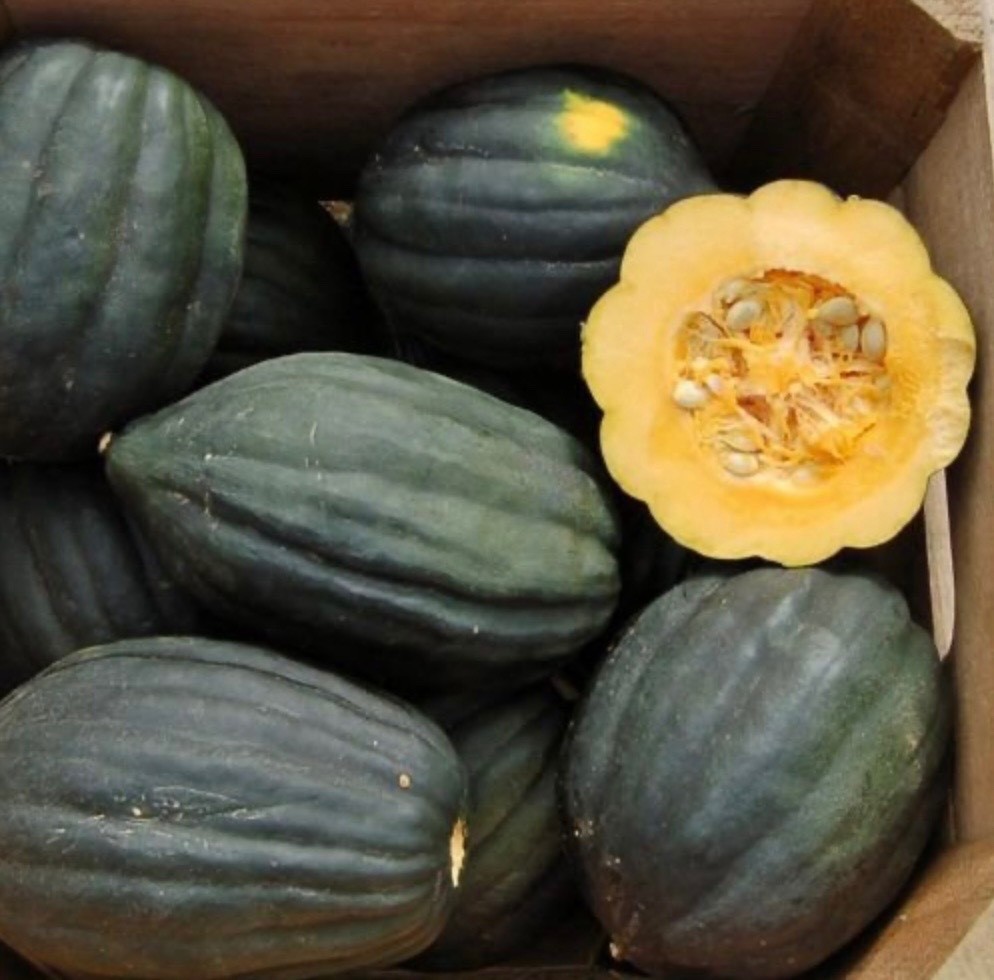 Fresh Table Queen Acorn Squash Seeds, Winter Heirloom, 2026 🇺🇸U.S.A.