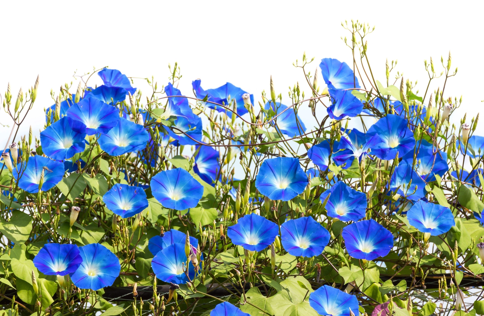 50 HEAVENLY BLUE MORNING GLORY Vine Ipomoea Tricolor Flower Seeds *Flat Shipping