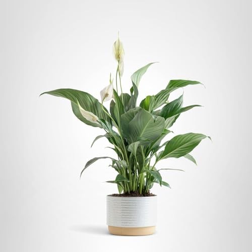 Costa Farms Peace Lily Live Plant in 1 Foot Tall, Indoor Garden Pot