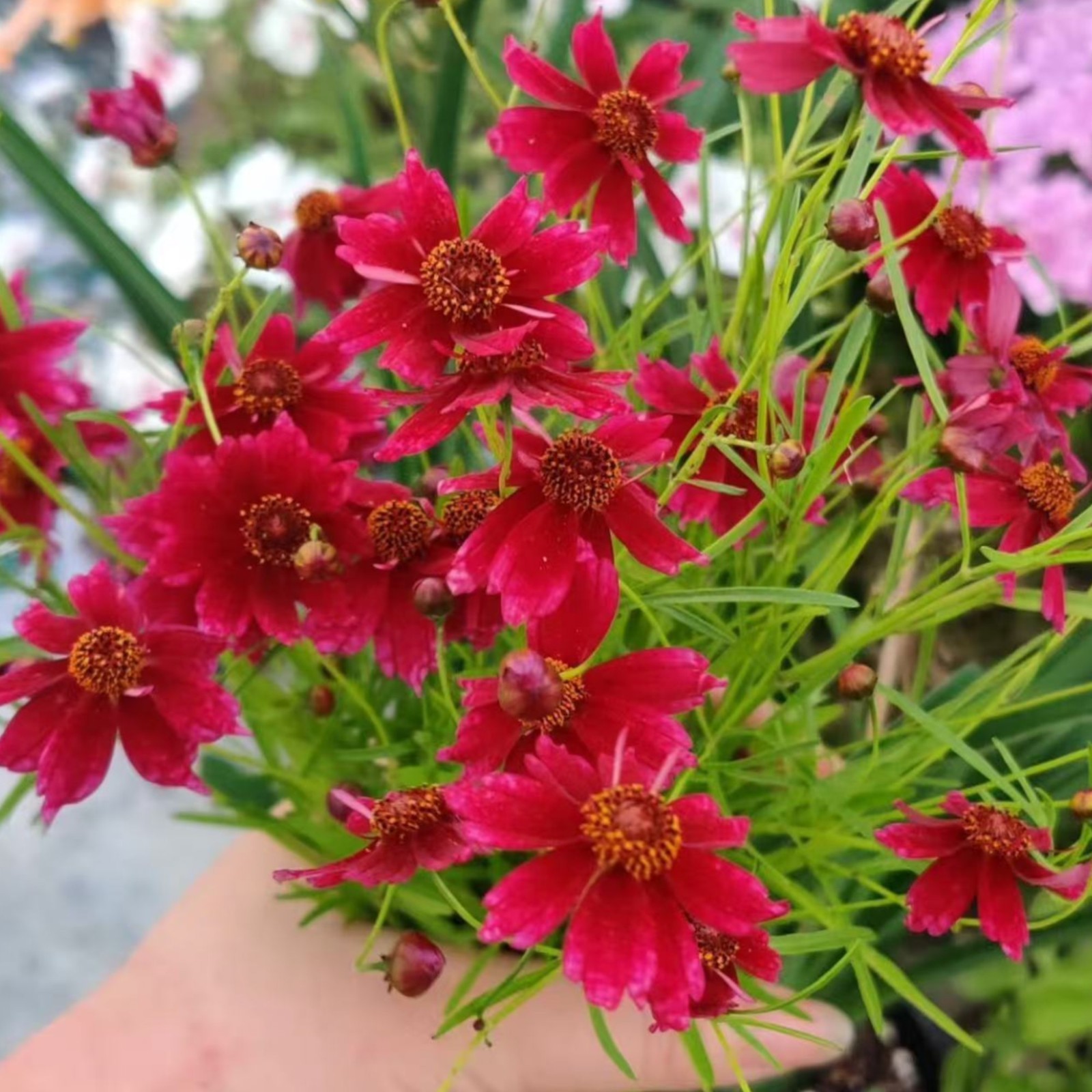 100 Tall Red Plains Coreopsis Seeds – Striking Burgundy Wildflowers