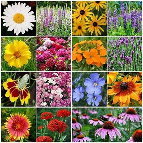 ~ Mezcla De Semillas De Flores Silvestres Perennes (1 Libra) 375 000 Semillas